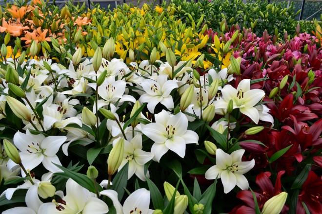 Dutch Lily Days sluiten ook in 2016 aan op Flower Trials