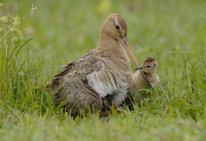 Ruim €6 miljoen extra voor weidevogels in Zuid-Holland