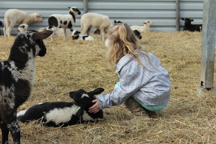 Sheepfunding 2016 binnenkort van start