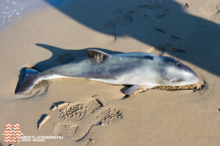 Bruinvis aangespoeld op het strand