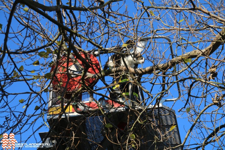 Eigenwijze kat in de boom