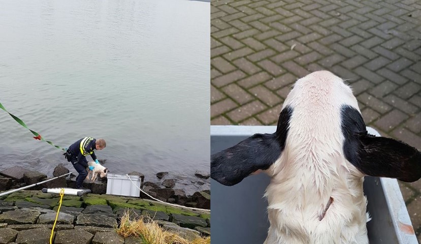 Dode gedumpte hond in Nieuwe Waterweg gevonden