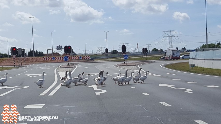 Afschot van ganzen in Zuid Holland van start