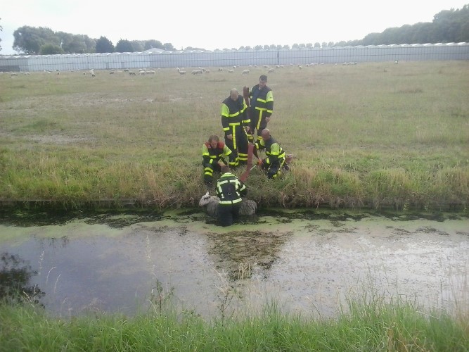 Schaap in de sloot Oostmadeweg