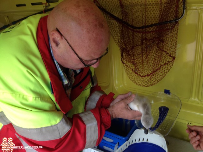 Babyzwaan afgevoerd met de dierenambulance