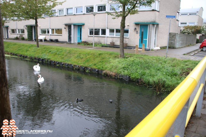 Jonge Knobbelzwaan in de penarie