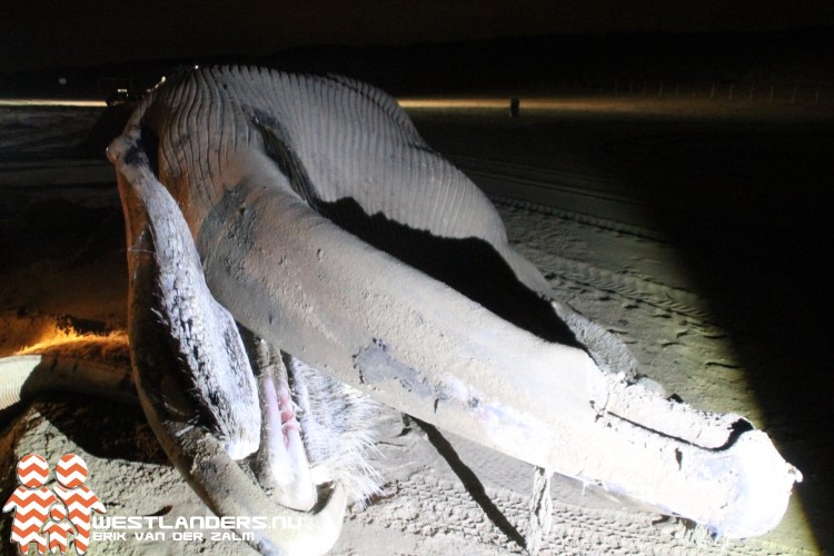 Walvis op het strand getrokken