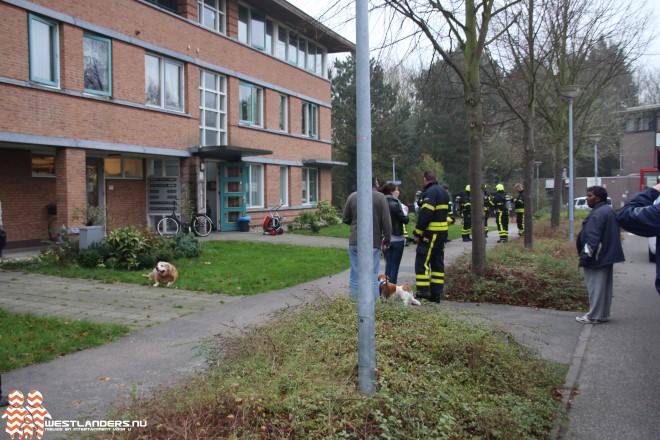 Cavia ’s overleden na brand in kooi