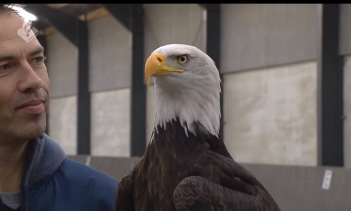 Politie zet roofvogels in om drones uit te schakelen