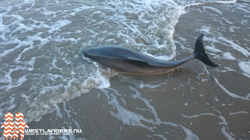 Toename bruinvissen in de Noordzee