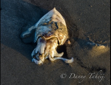 Inktvis aangespoeld op het strand