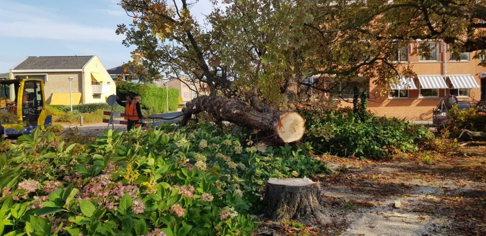 Collegevragen inzake kap kastanjebomen Gasthuislaan