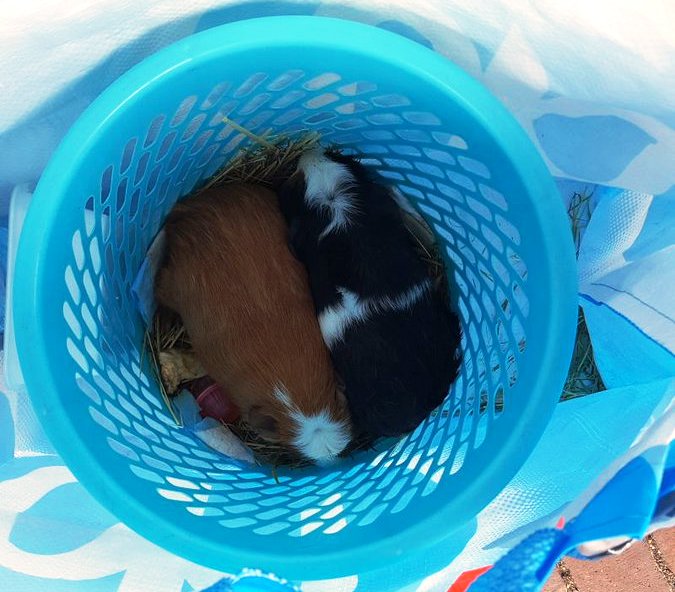 Cavia ’s gedumpt in Monster