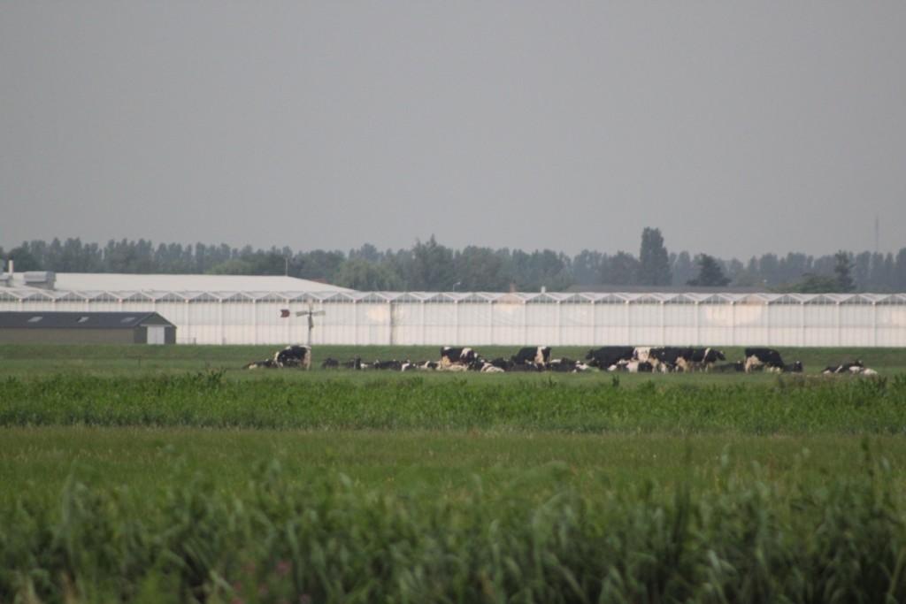 Veehouders nemen maatregelen tegen hittestress