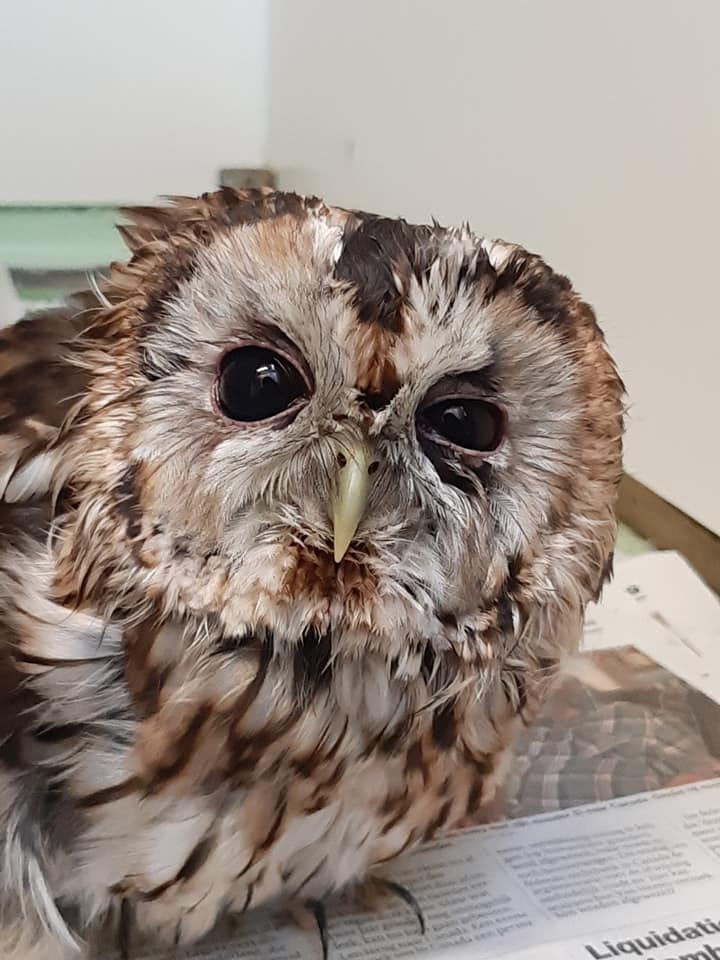 Uiltje op lijmplank gered door Vogelopvang de Wulp