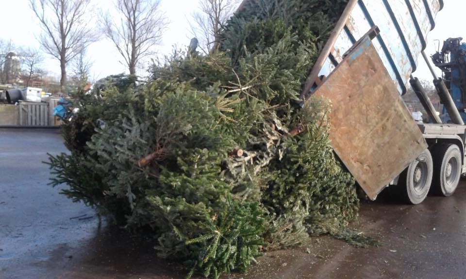 Inleveren kerstbomen in Midden Delfland/Westland