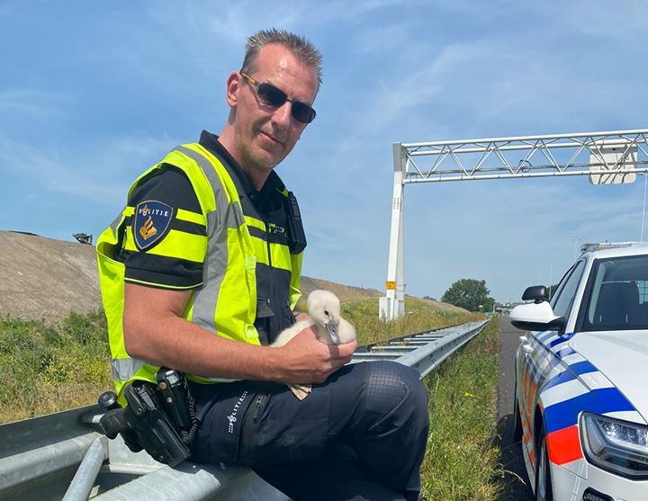 Jonge zwanen van de A20 gehaald