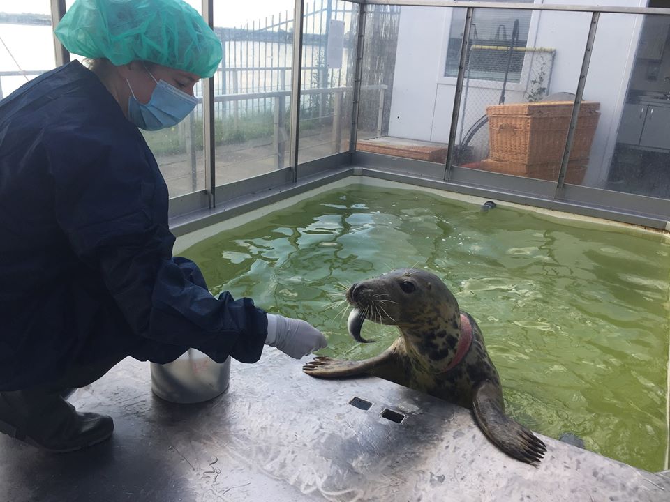 Zeehond Langoustinie onverwachts overleden