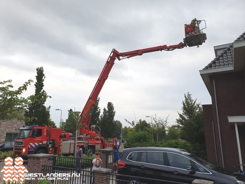 Verliefde duif bekneld in schoorsteen