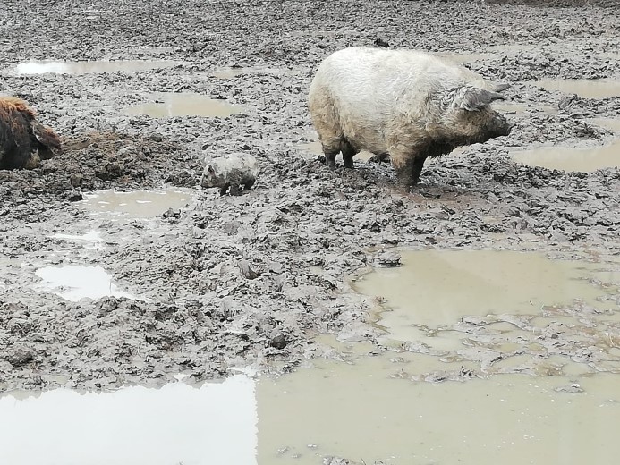 Situatie wolvarkens verbeterd bij Watertoren