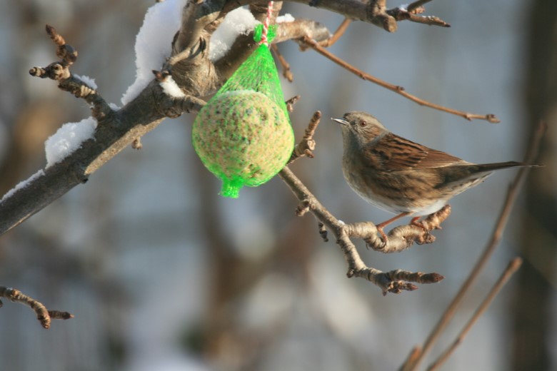 Natuurcafé met thema Vogels in de winter