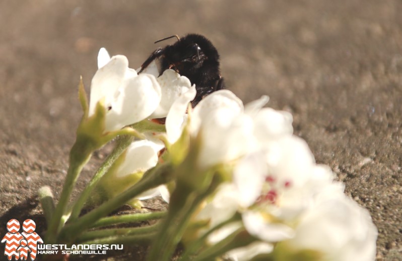 Help de steenhommel, soort van het seizoen