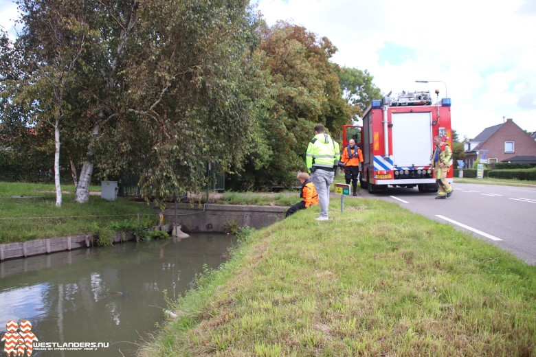 Schaap te water aan de Middel Broekweg