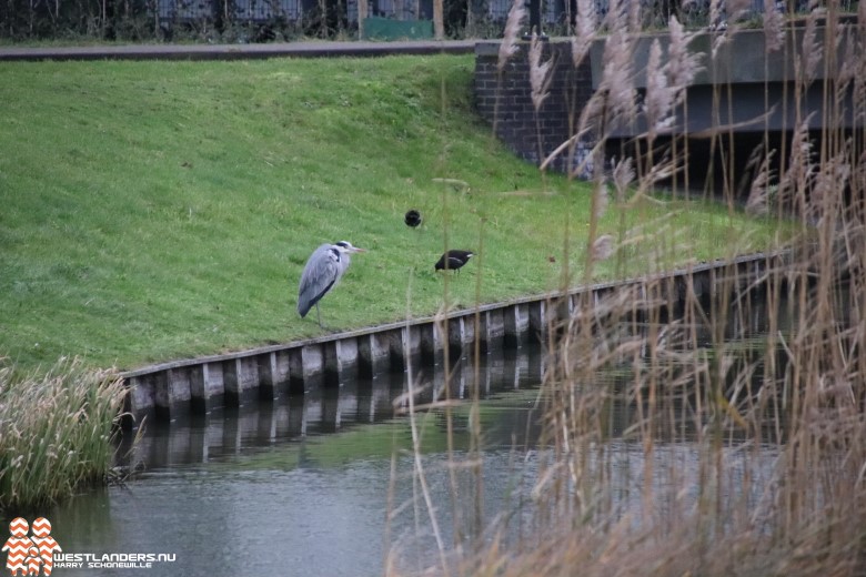 Natuurinclusief bouwen in Westland