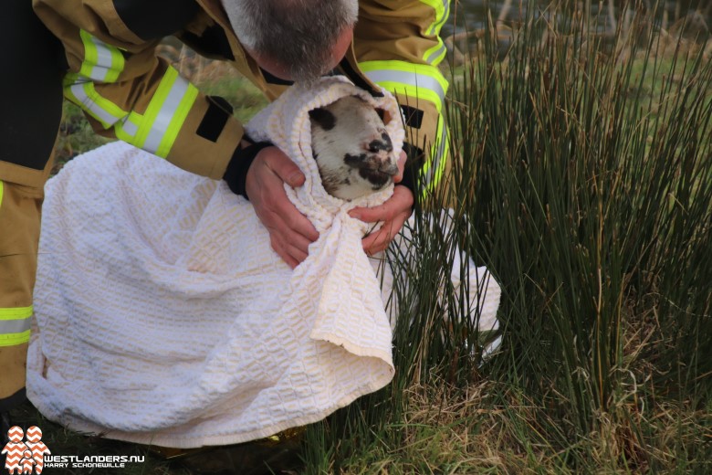 Geen betere schapenvriend dan de brandweer