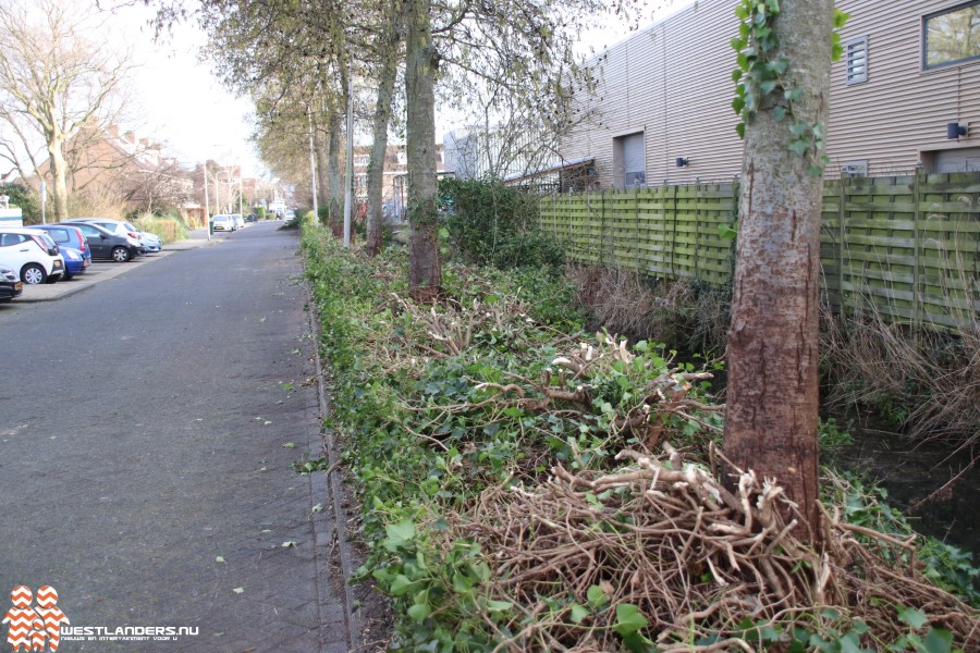 Westland Verstandig komt met motie “Stop groenkaalslag in onze dorpen”