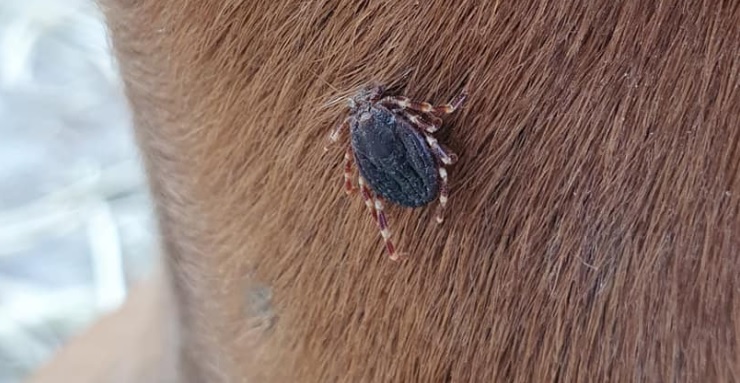 Reuzenteken gevonden op paarden