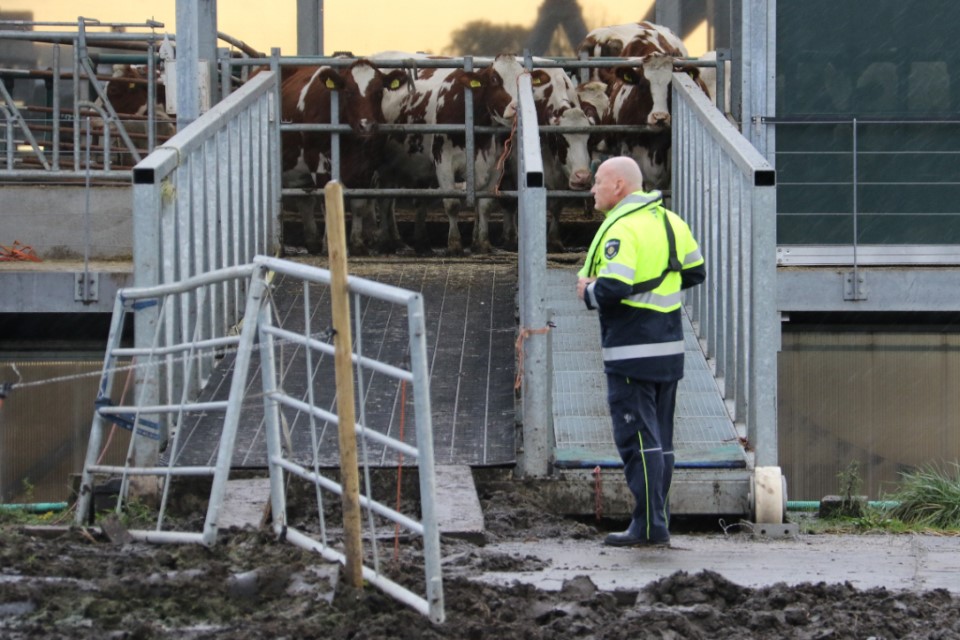 Kalfje ontsnapt en te water bij drijvende stal