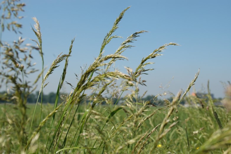 Natuurcafé thema Grassen op 4 mei