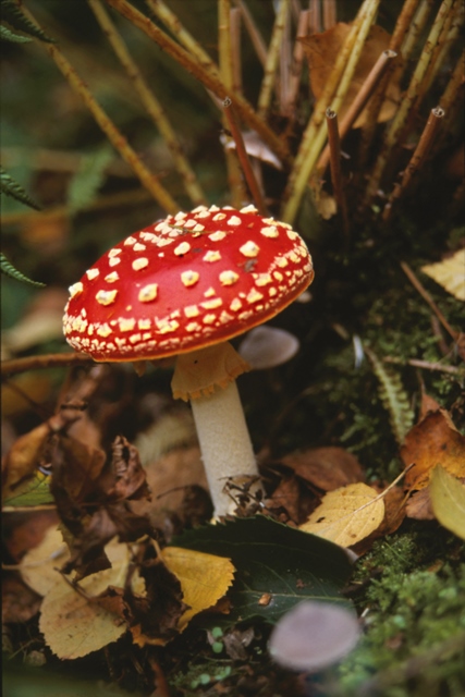 Minicursus over paddestoelen