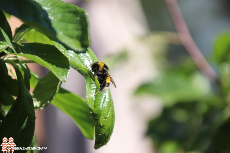 Wilde bijen in je tuin