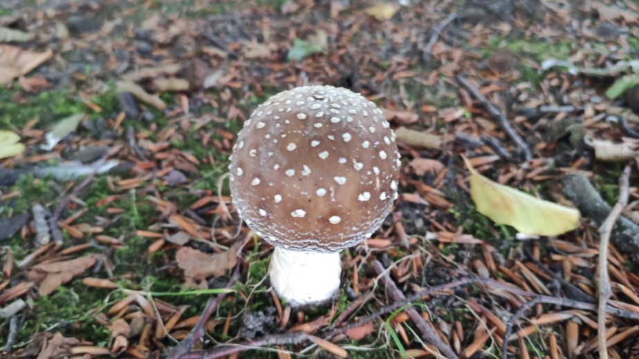 Een nieuwe studiegroep: Paddenstoelen