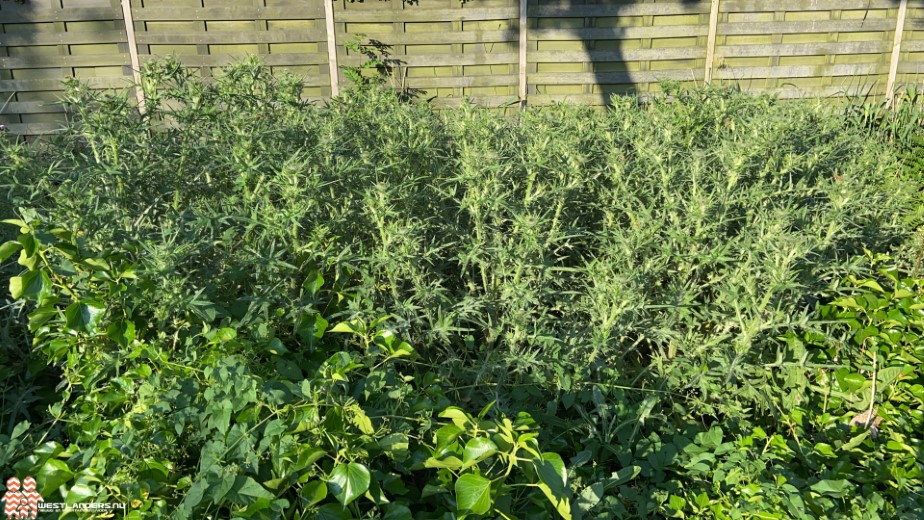 Collegevragen inzake onderhoud plantsoenen.