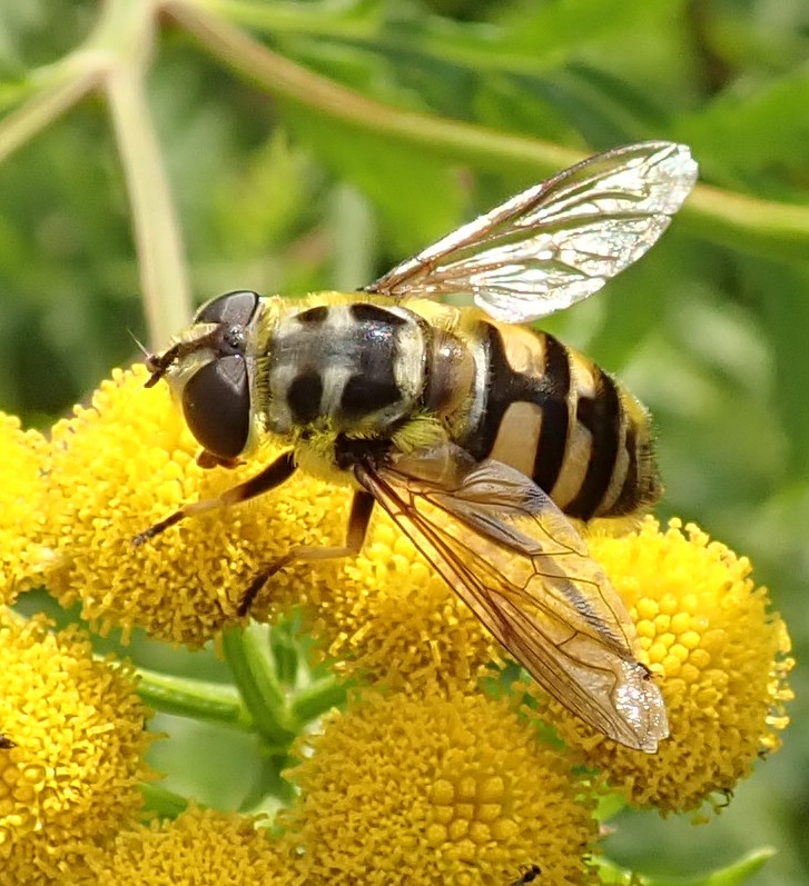 Maak kennis met zweefvliegen in je tuin