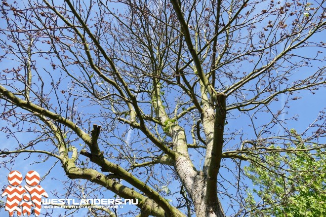 Vergiftigde bomen bij toeval aangetroffen