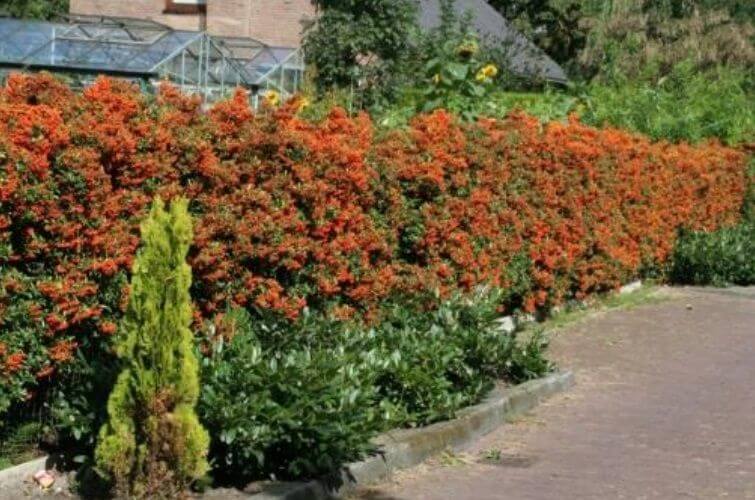 Help, de tuin sterft door hitte en droogte!