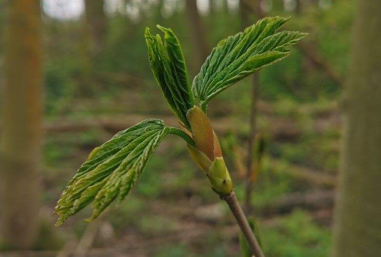 Kraaiennest krijgt duizenden nieuwe bomen