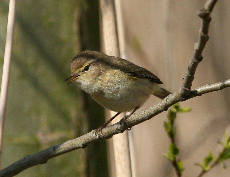 Maak kennis met vogels