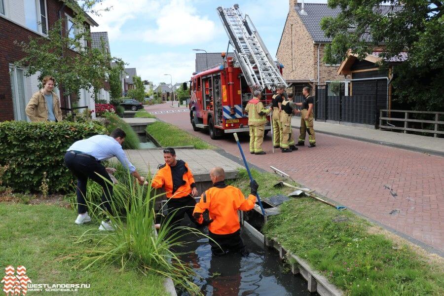 Alles uit de kast voor 4 jonge eendjes