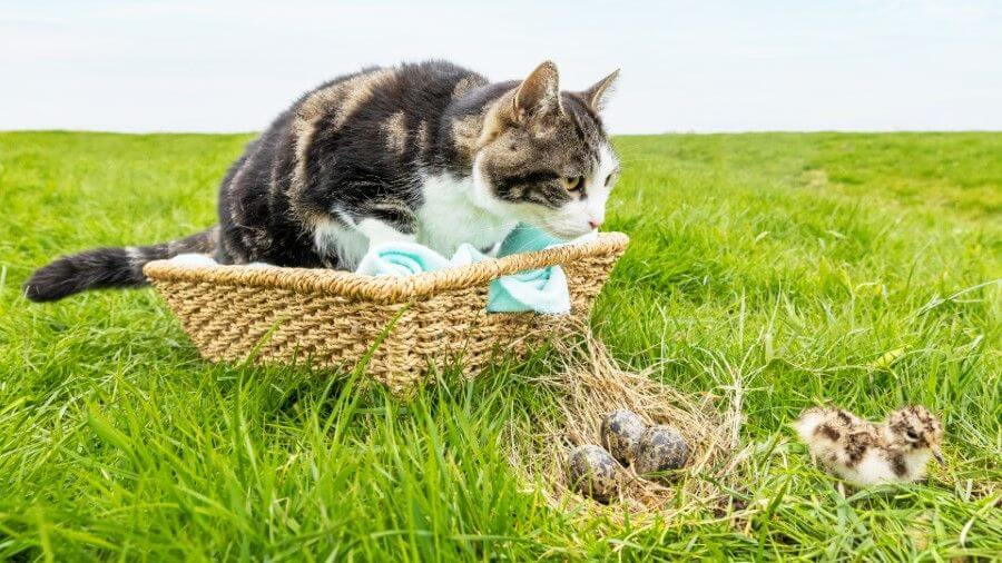 Kuikens in het land, poes in de mand