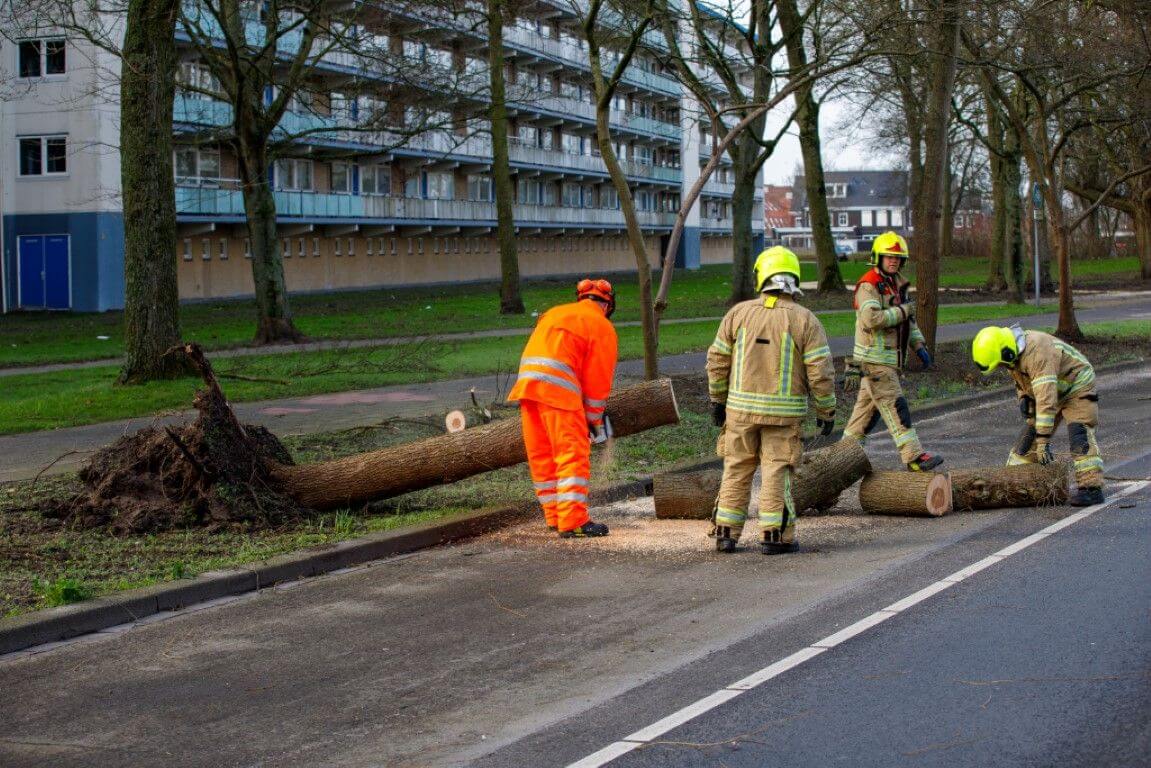 Boom gestrekt op de Westlandseweg