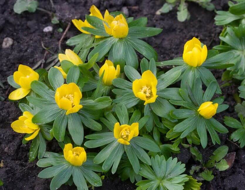 Presentatie Stinzen- en voorjaarsbloeiers voor in de tuin