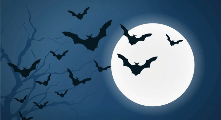 Bat Night: Nacht van de vleermuis