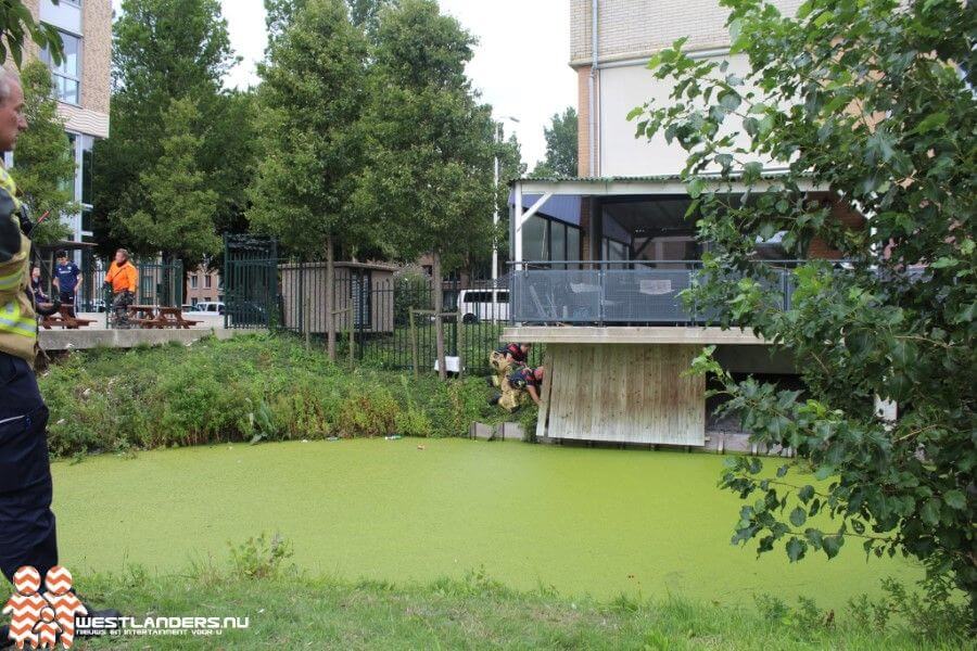 Kat valt van balkon in het water