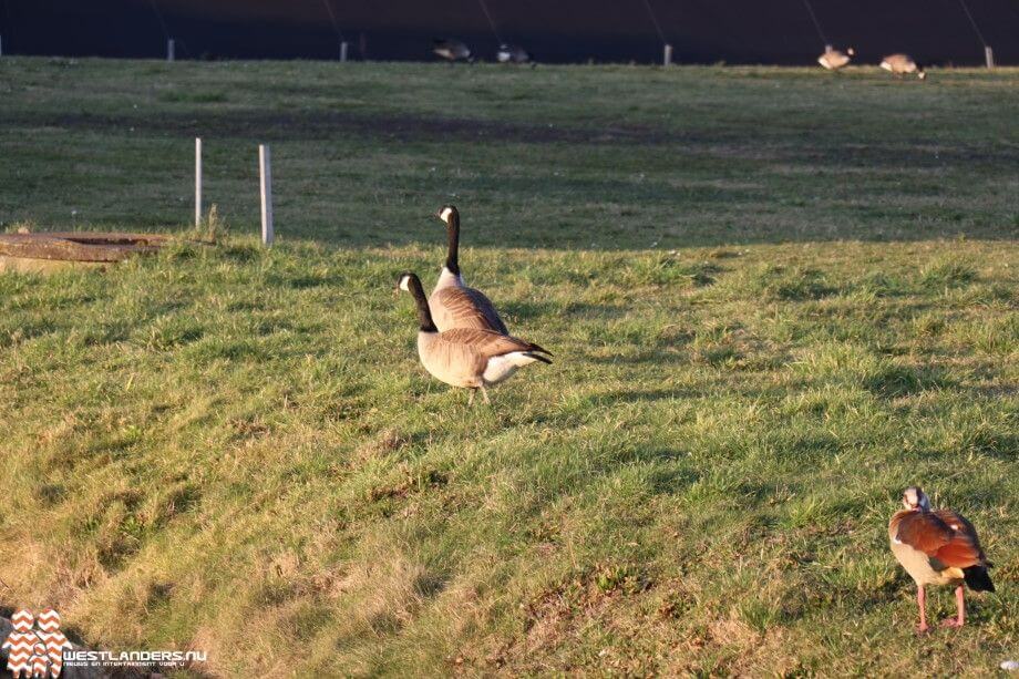 Vogelgriep geconstateerd in Rozenburg