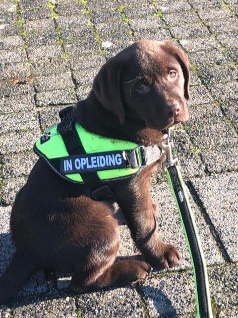 Gastgezinnen gezocht voor geleidehonden!